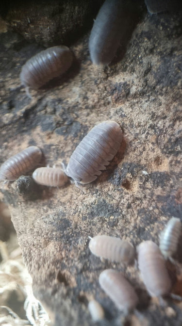 Marina isopods